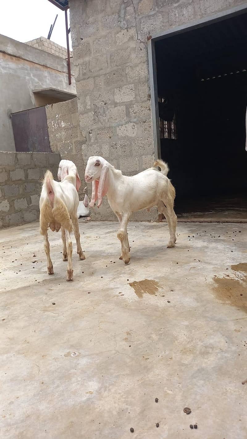 Bakra white 1