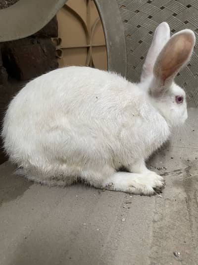 Rabbit 3 peace