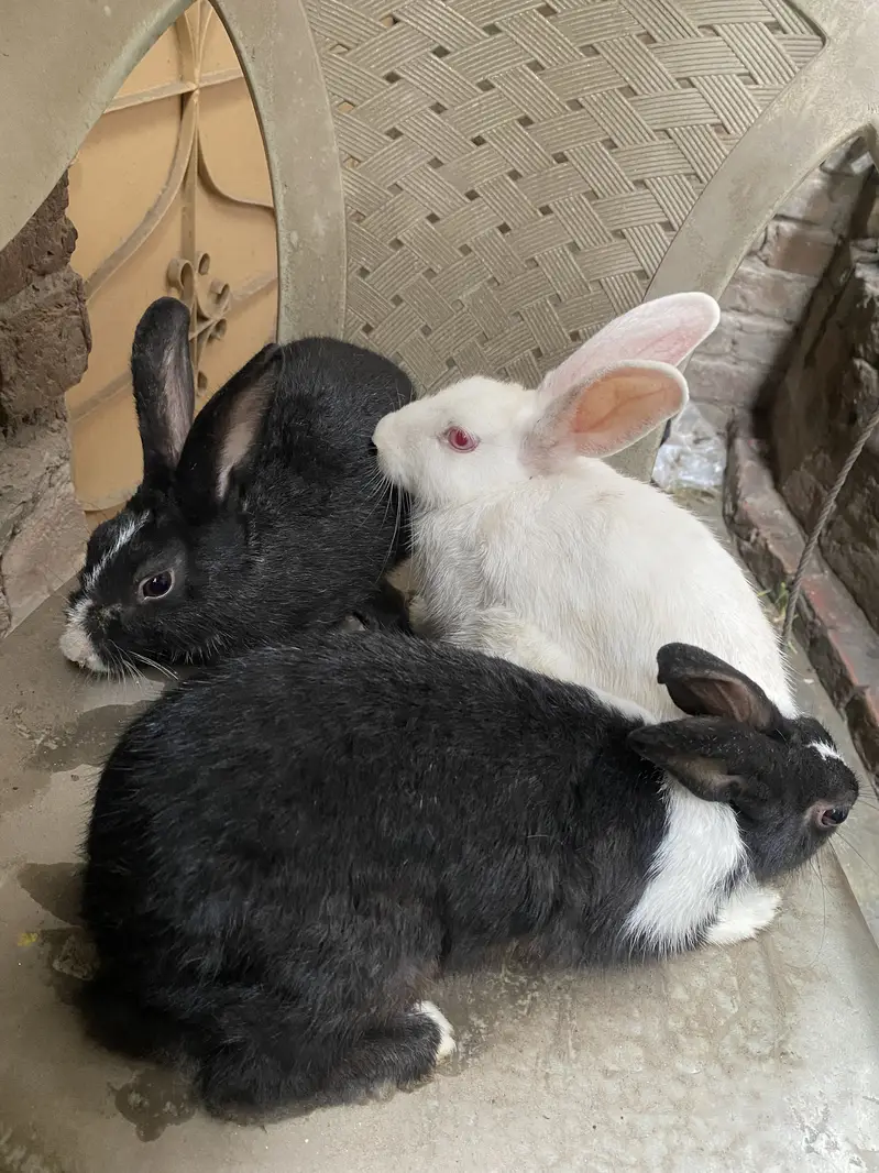 Rabbit 3 peace — photo 2