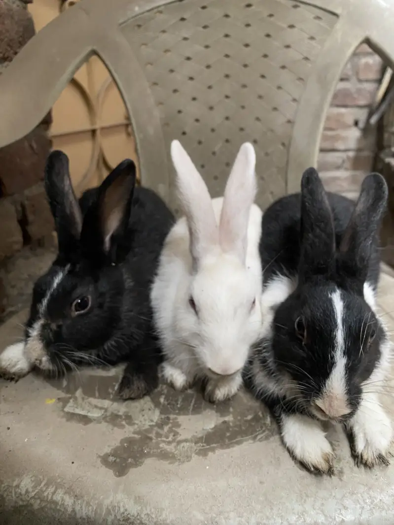 Rabbit 3 peace — photo 3