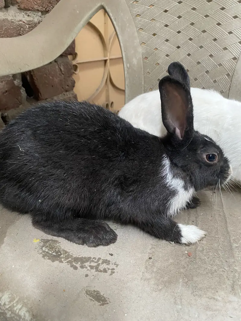 Rabbit 3 peace — photo 4