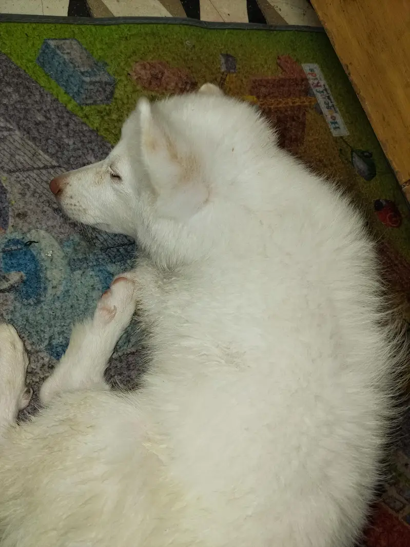 Pure Russian Dog – Urgent Sale — photo 2