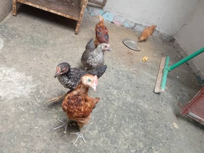 5,Healthy and active chicks up for sale.