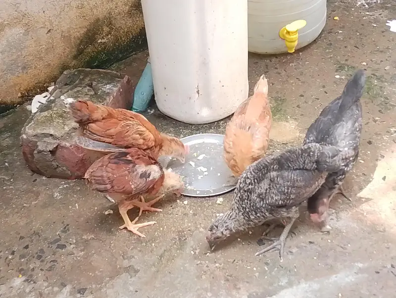5,Healthy and active chicks up for sale. — photo 5