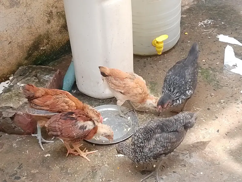 5,Healthy and active chicks up for sale. — photo 6