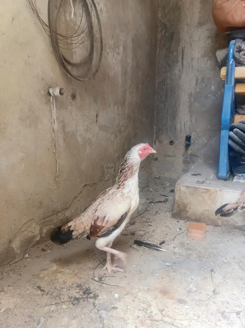PURE ASEEL female — photo 2