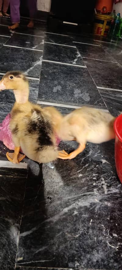 ducks