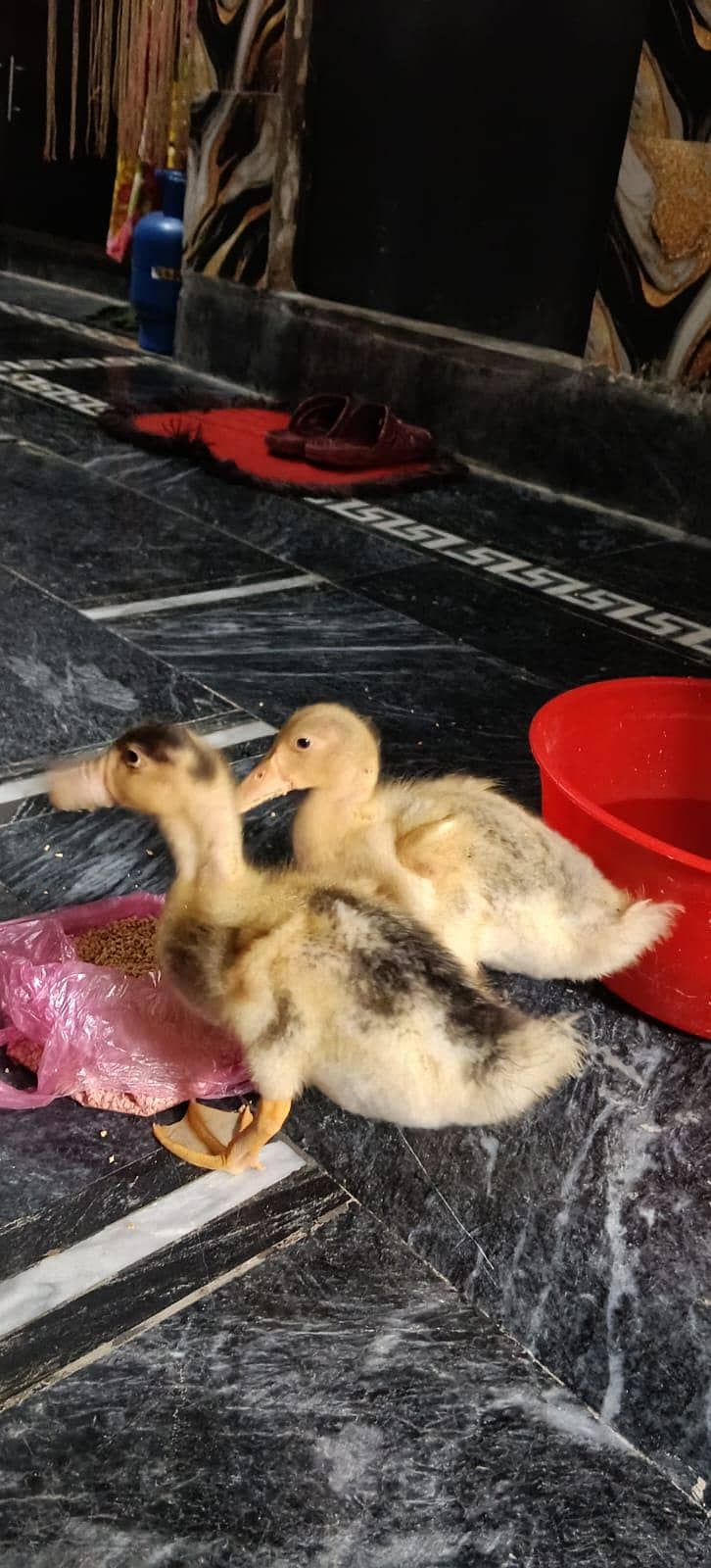 ducks 1