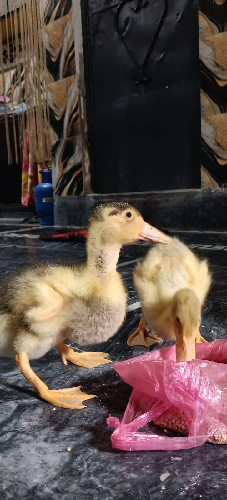 ducks 2