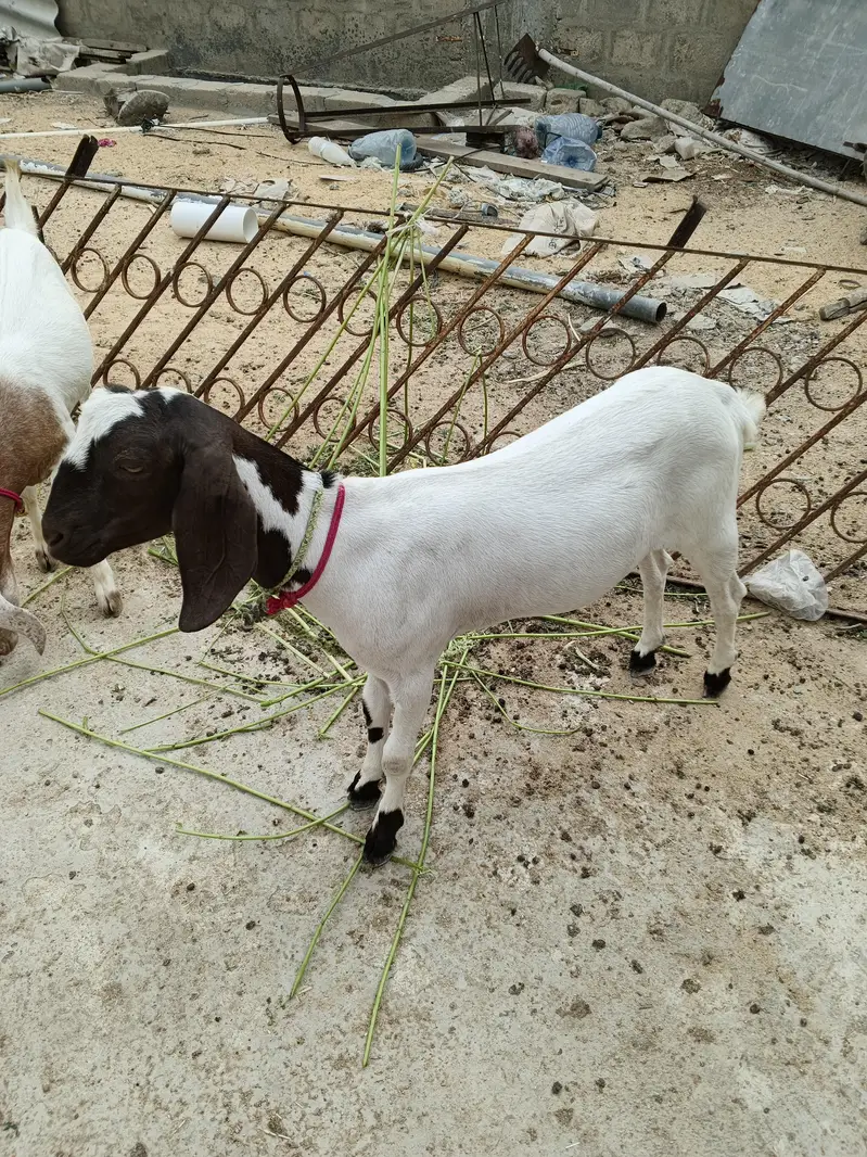bakriyan — photo 5