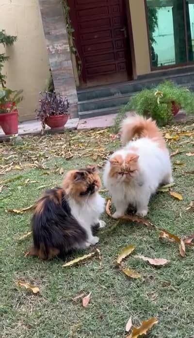 2 Male Cat available For mating