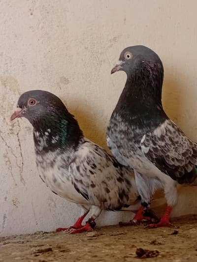 Teddy male kasori female pair