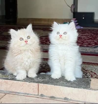 ( Persian Female Kitten ) For sale Contact WhatsApp