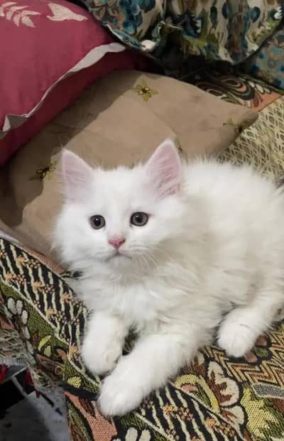 ( Persian Female Kitten ) For sale Contact WhatsApp