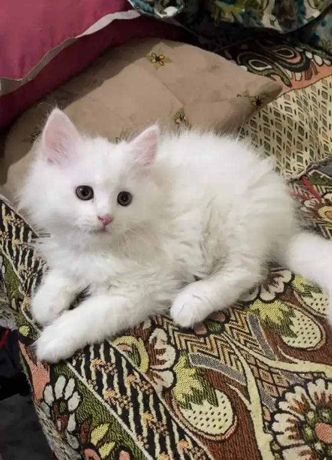 ( Persian Female Kitten ) For sale Contact WhatsApp — photo 2