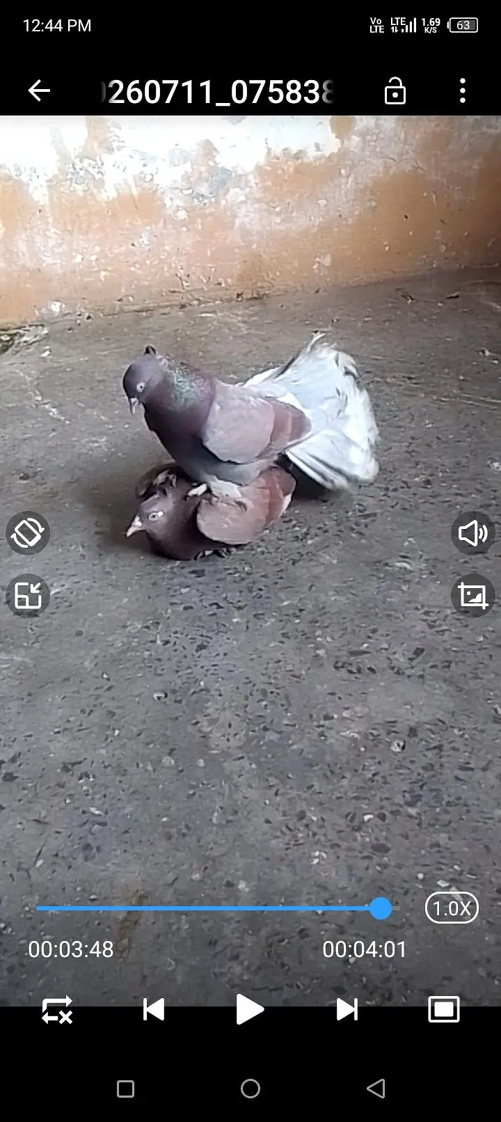 fantile breeder pair for sell call or watsapp 0312/496/21/95 — photo 2