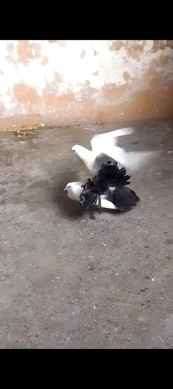 fantile breeder pair for sell call or watsapp 0312/496/21/95 — photo 4