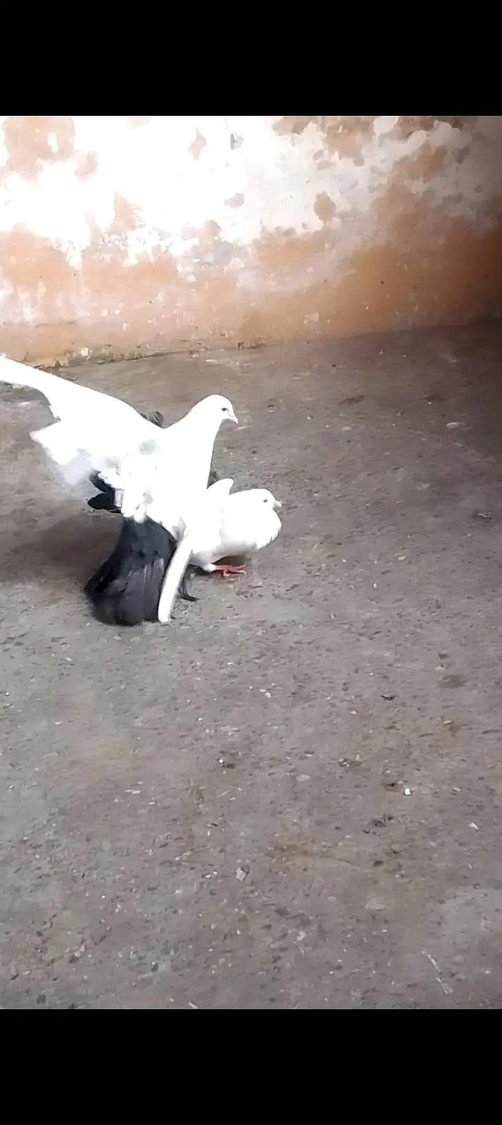 fantile breeder pair for sell call or watsapp 0312/496/21/95 — photo 5