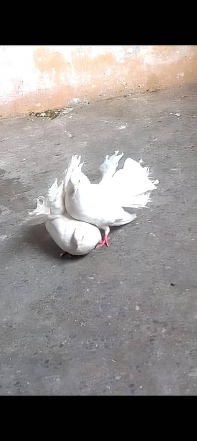 fantile breeder pair for sell call or watsapp 0312/496/21/95