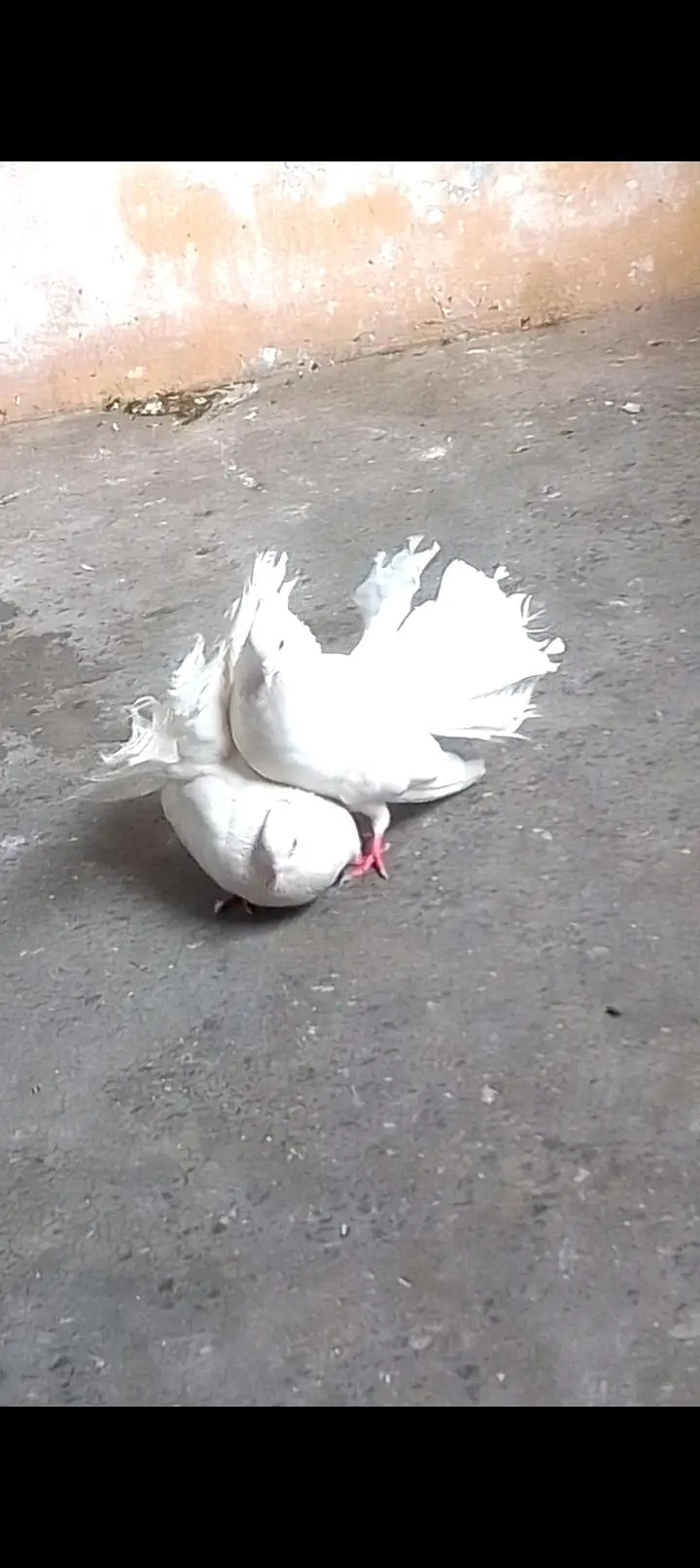 fantile breeder pair for sell call or watsapp 0312/496/21/95 — photo 7