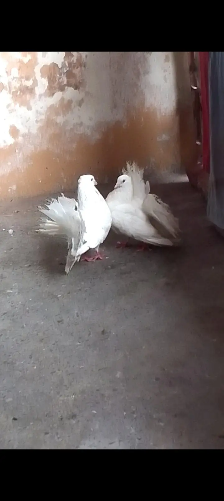 fantile breeder pair for sell call or watsapp 0312/496/21/95 — photo 9