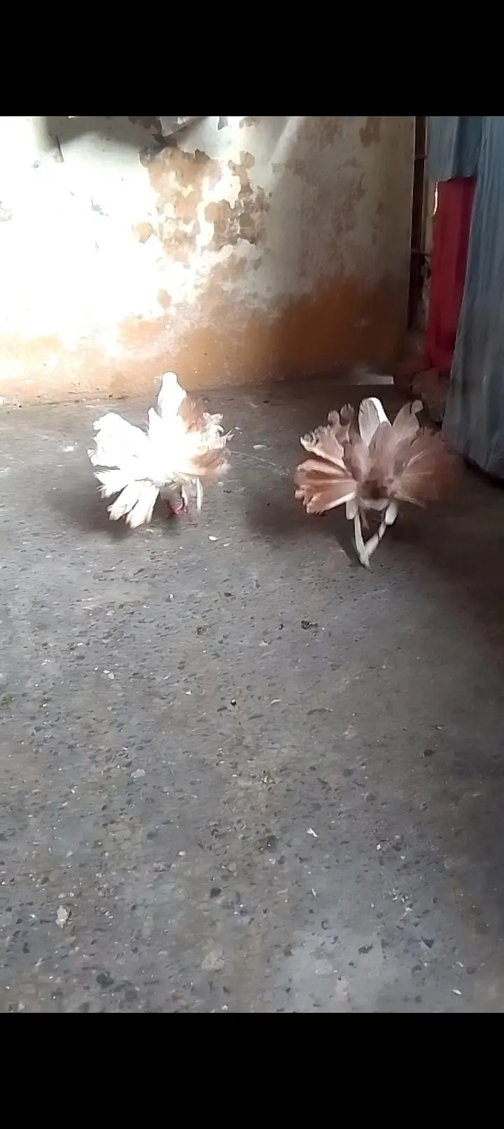 fantile breeder pair for sell call or watsapp 0312/496/21/95 — photo 10
