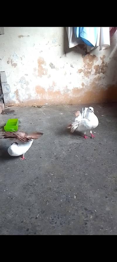 fantile breeder pair for sell call or watsapp 0312/496/21/95