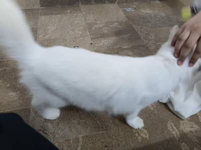 white cats
