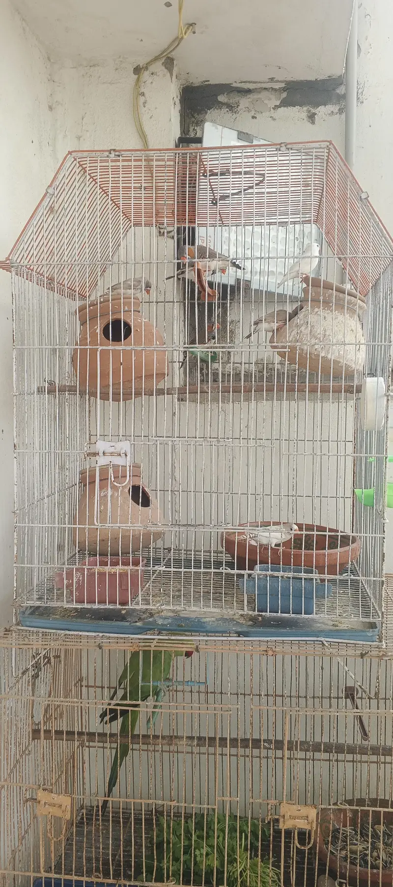 whole birds setup for sell — photo 2