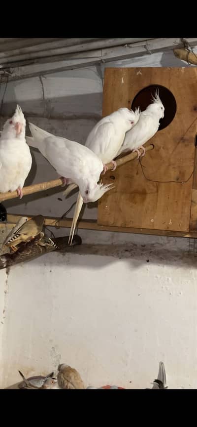 Eno White Cocktail Breeders & lovebirds