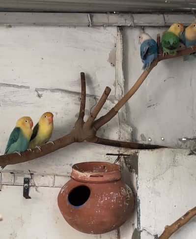 lovebirds parblue opline