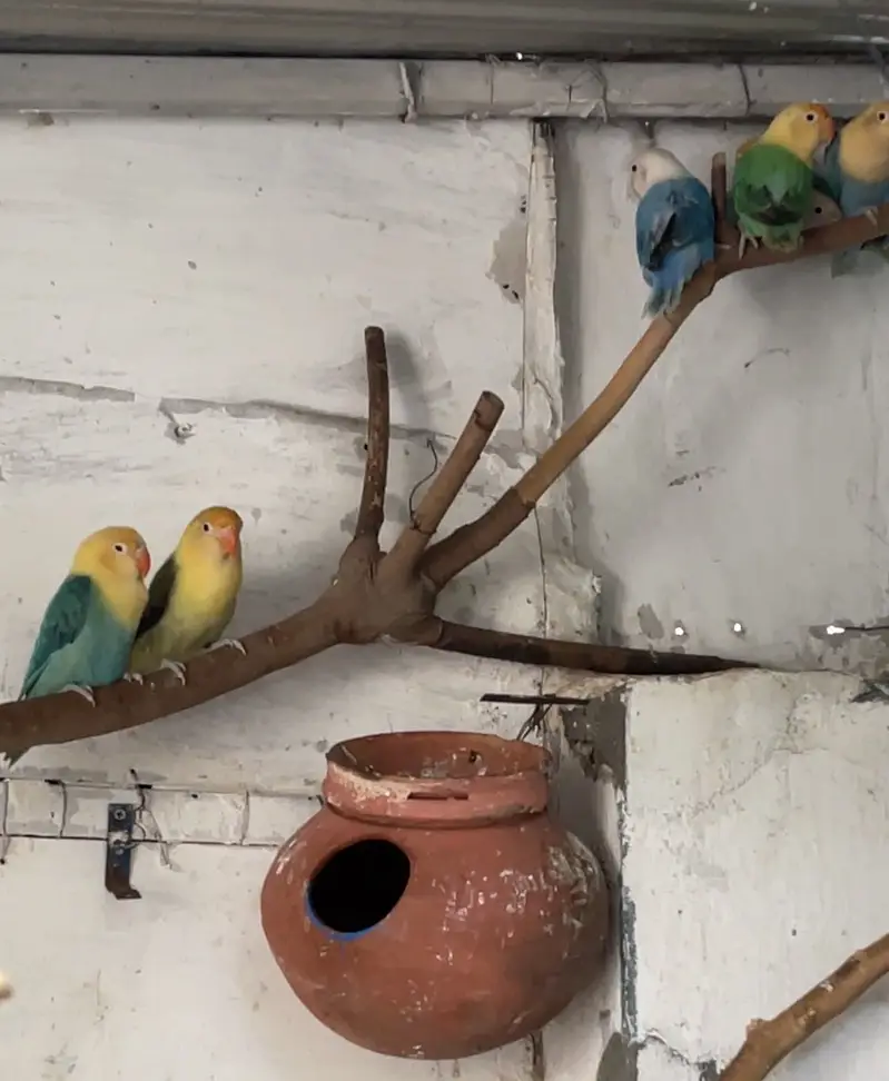 Eno White Cocktail Breeders & lovebirds — photo 2