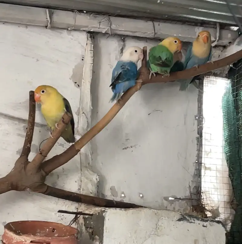 Eno White Cocktail Breeders & lovebirds — photo 3