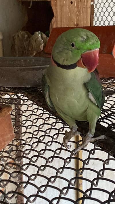 Raw parrot | green parrots | Kashmiri raw parrots for sale