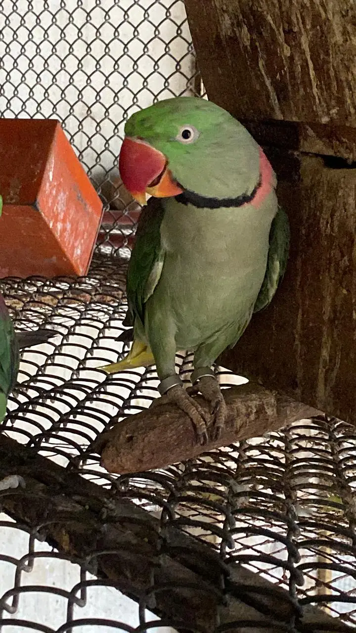 Raw parrot | green parrots | Kashmiri raw parrots for sale — photo 2