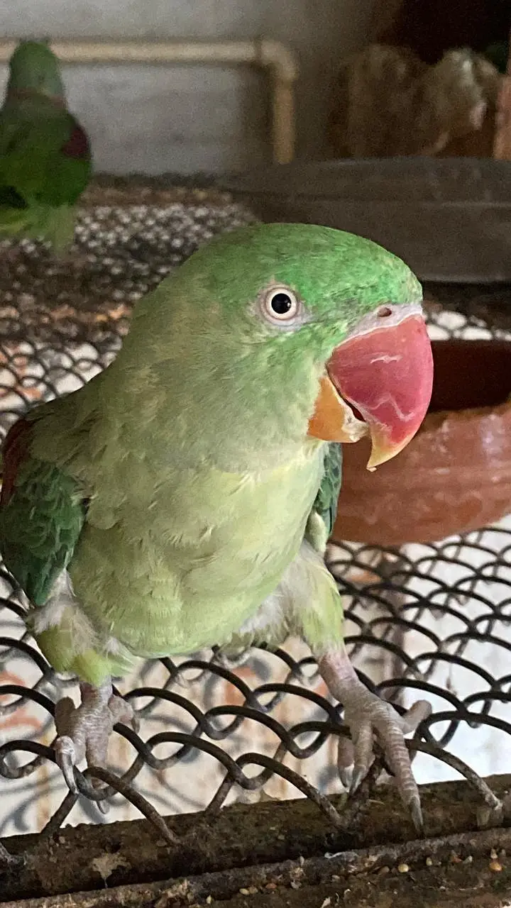 Raw parrot | green parrots | Kashmiri raw parrots for sale — photo 3
