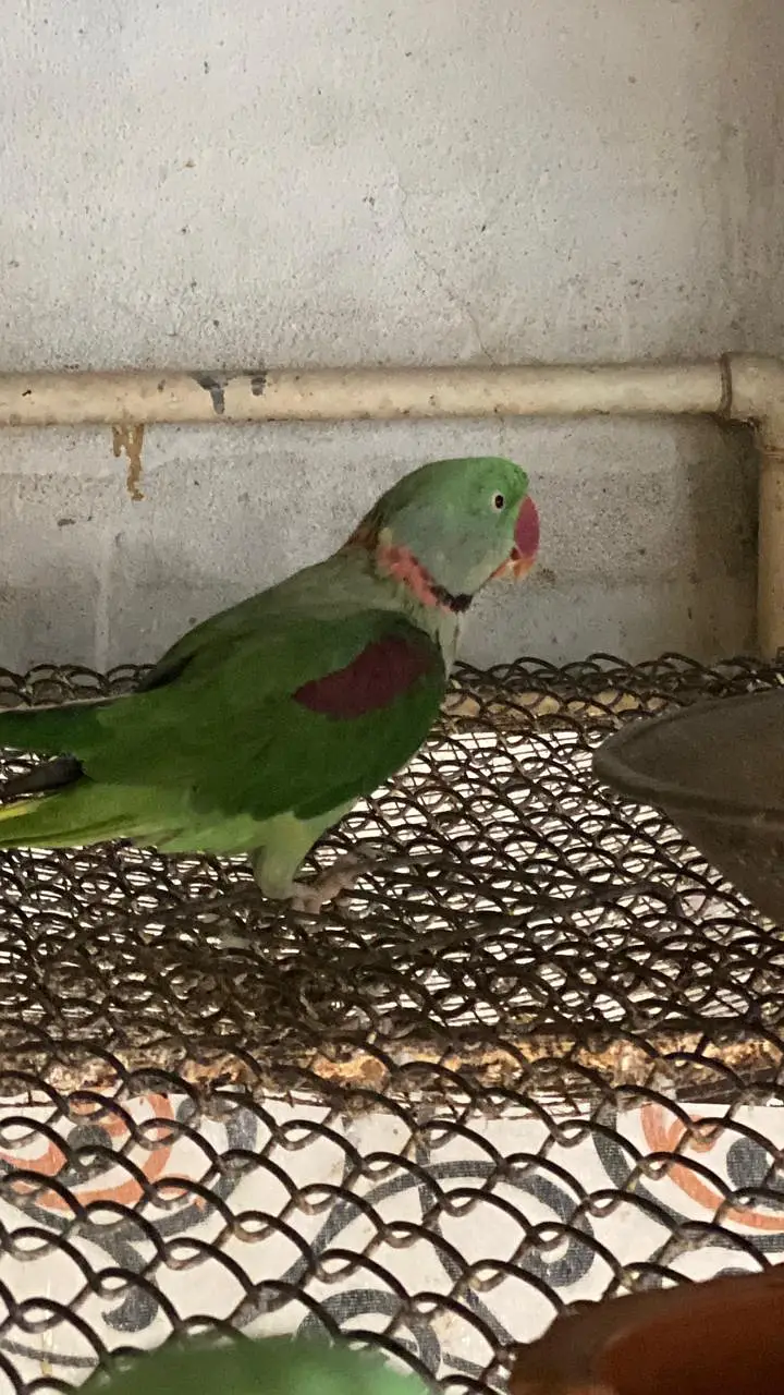 Raw parrot | green parrots | Kashmiri raw parrots for sale — photo 4