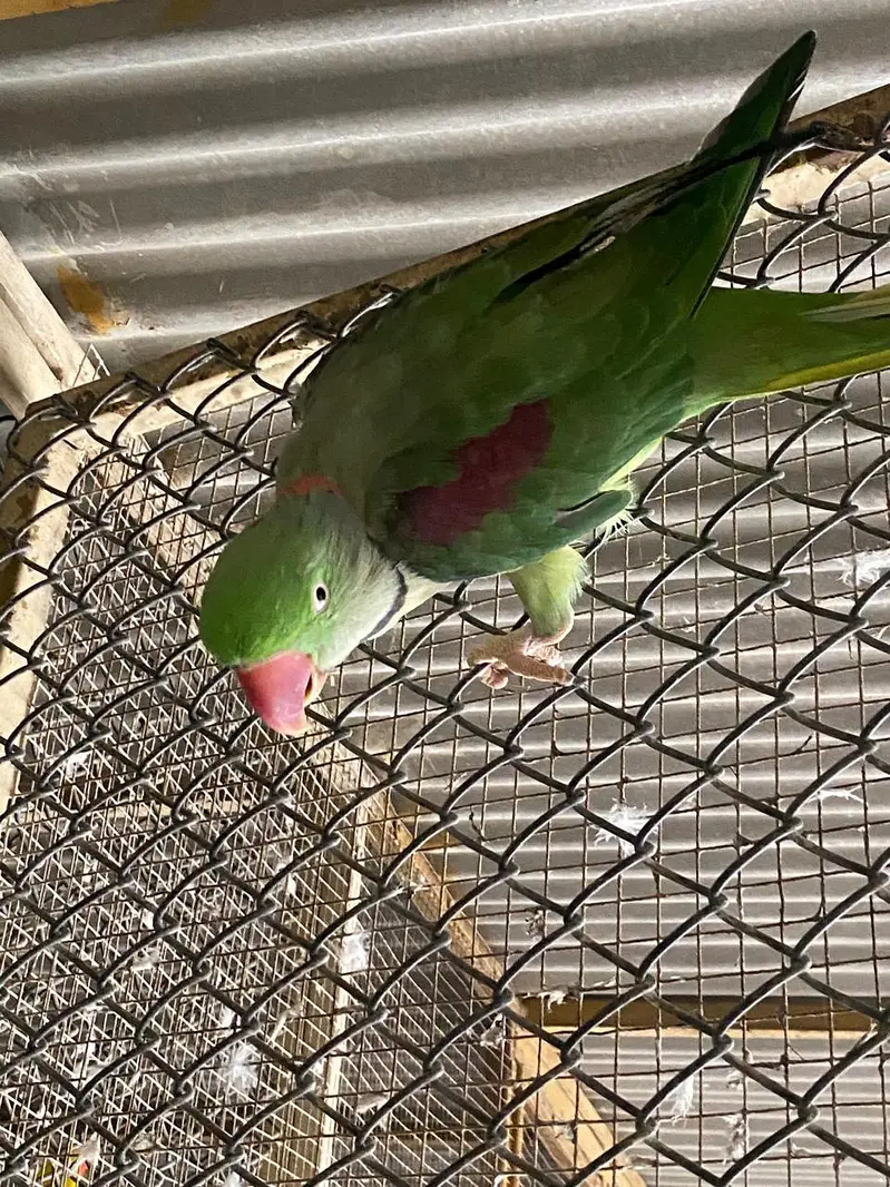 Raw parrot | green parrots | Kashmiri raw parrots for sale — photo 5