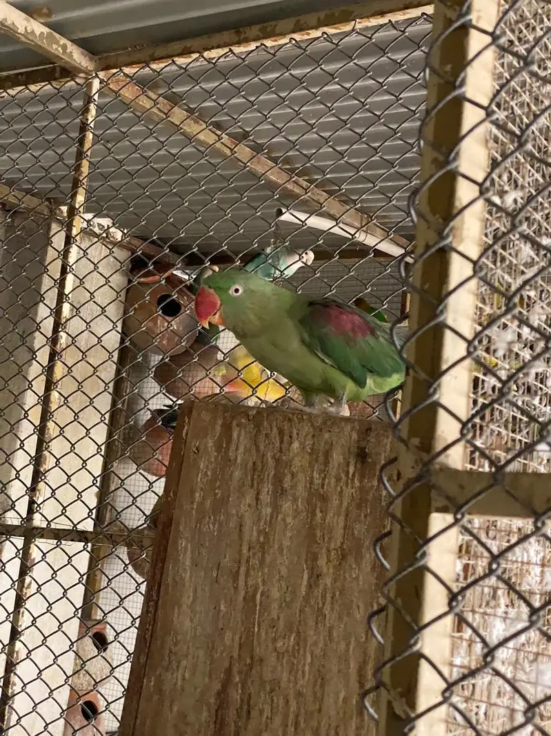 Raw parrot | green parrots | Kashmiri raw parrots for sale — photo 6