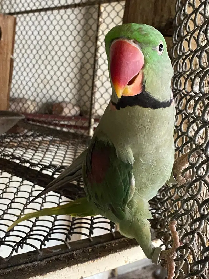 Raw parrot | green parrots | Kashmiri raw parrots for sale — photo 7