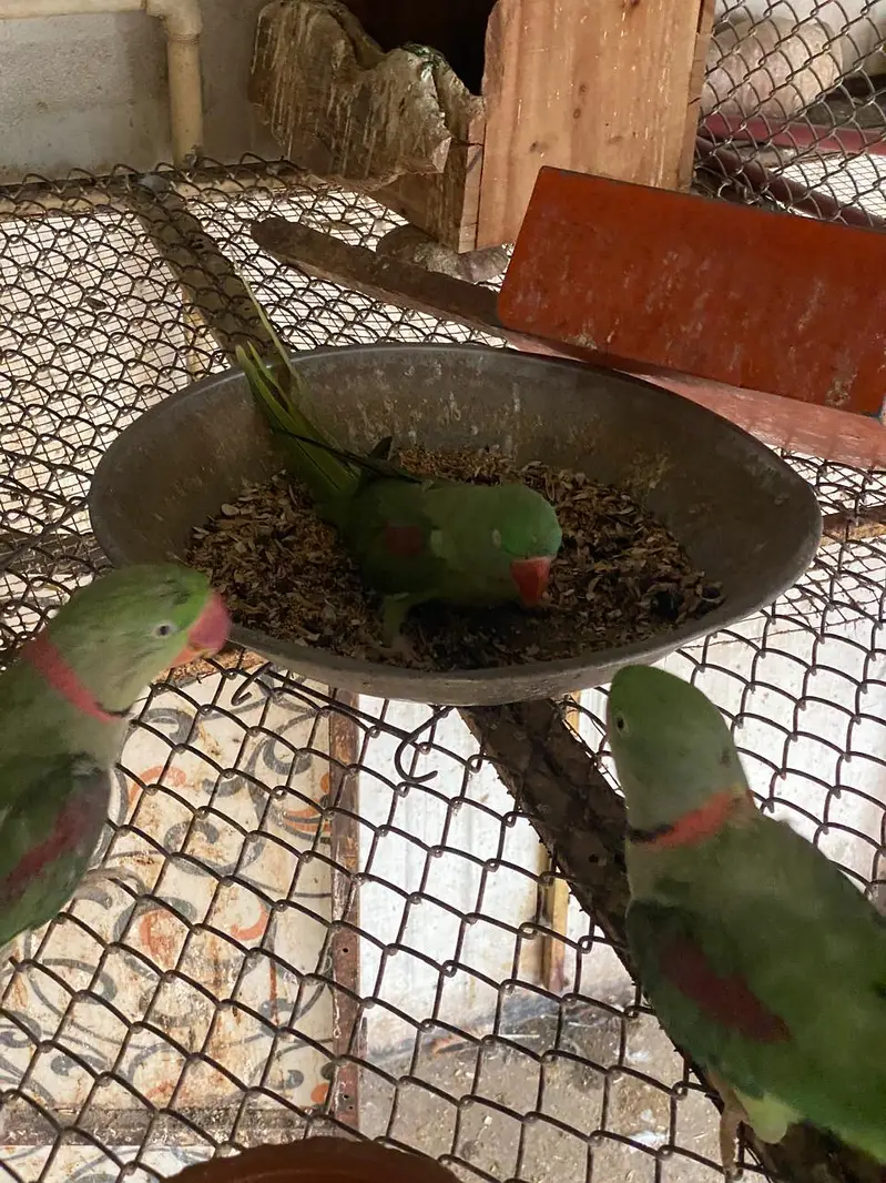 Raw parrot | green parrots | Kashmiri raw parrots for sale — photo 8