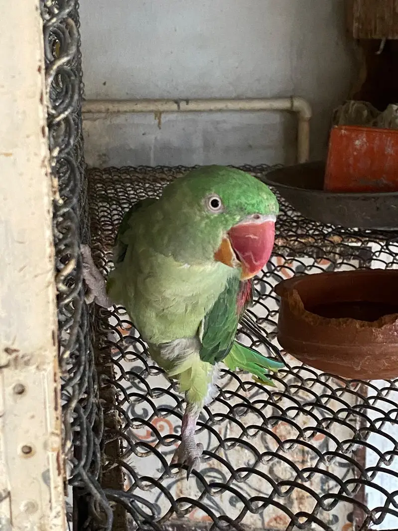 Raw parrot | green parrots | Kashmiri raw parrots for sale — photo 9