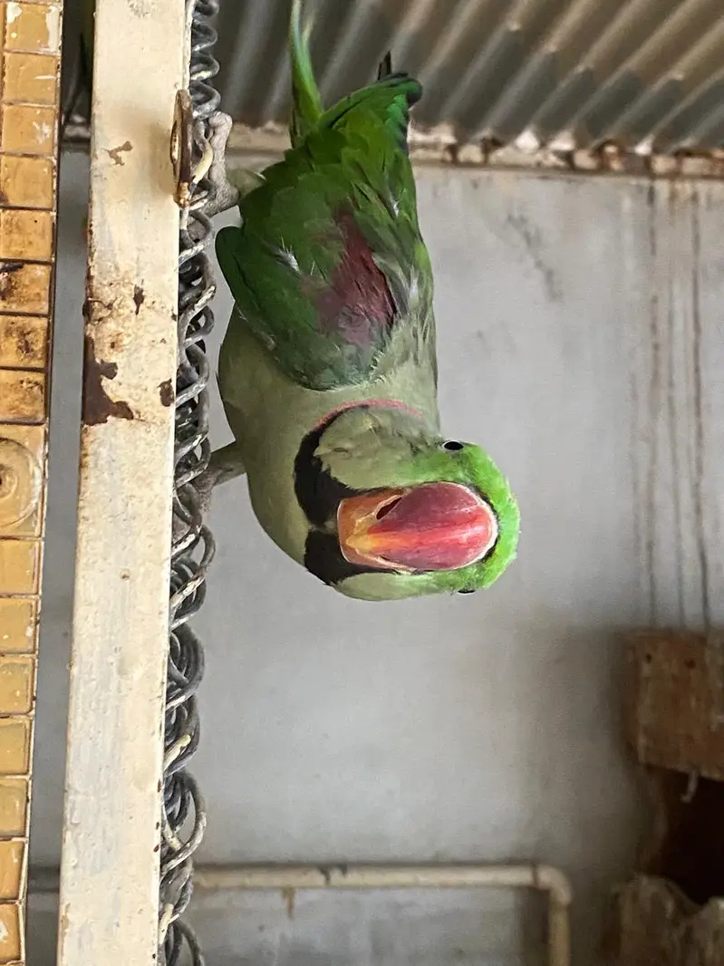 Raw parrot | green parrots | Kashmiri raw parrots for sale — photo 10