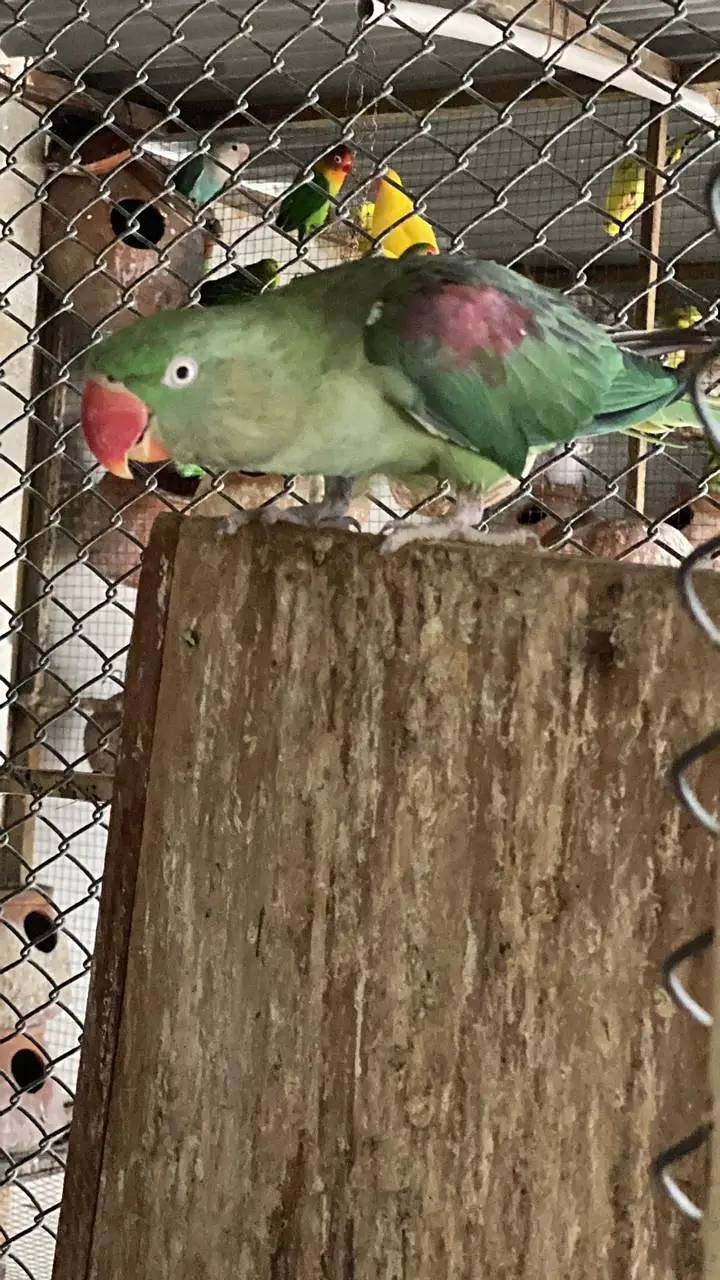 Raw parrot | green parrots | Kashmiri raw parrots for sale — photo 11