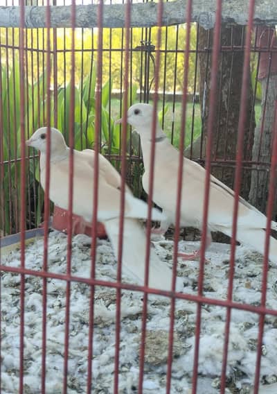 khumry breeder pair