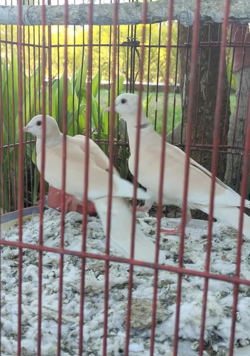 khumry breeder pair