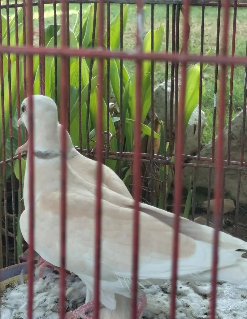 khumry breeder pair — photo 2