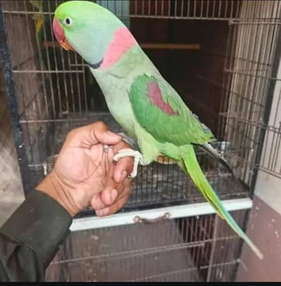 Kashmiri raw parrot for sale