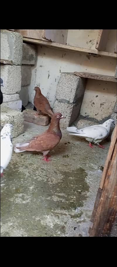 for sale Whatsapp 03125000521