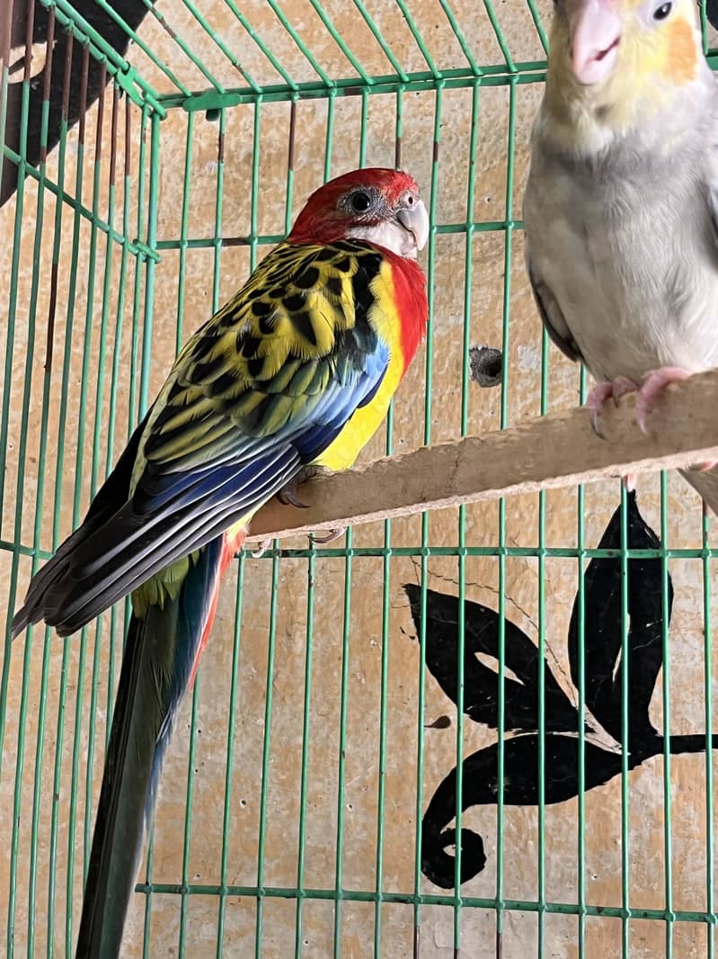 rosella 1